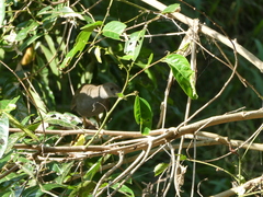 Amaurornis moluccana