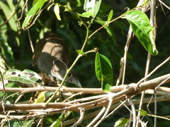 Amaurornis moluccana