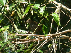 Amaurornis moluccana