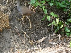 Amaurornis moluccana