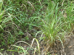 Amaurornis moluccana