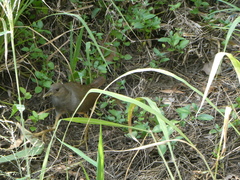 Amaurornis moluccana