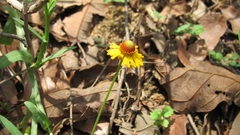 Helenium quadridentatum