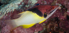 Bodianus mesothorax
