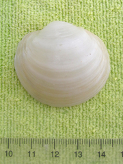 Anodontia alba