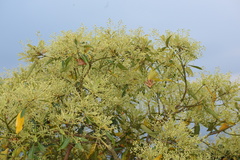 Machilus chekiangensis