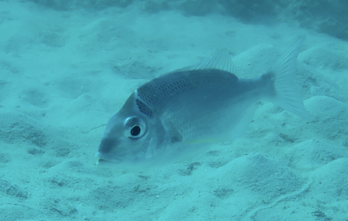 Gymnocranius audleyi observed 2023-02-12