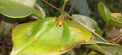 Pleurothallis cordata