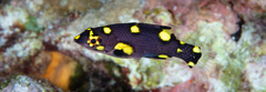 Bodianus mesothorax