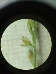 Urochloa distachya