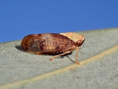 Brunotartessus fulvus