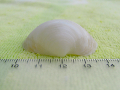 Anodontia alba