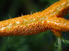 Puccinia asperior