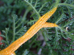 Puccinia asperior