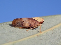 Brunotartessus fulvus