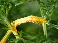 Puccinia asperior