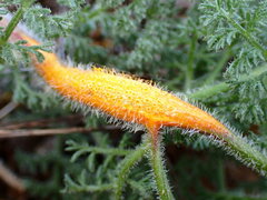 Puccinia asperior