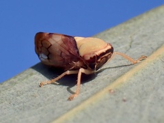 Brunotartessus fulvus