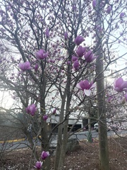 Magnolia liliiflora