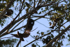 Melanerpes