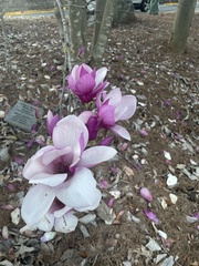 Magnolia liliiflora