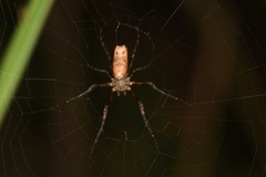 Cyphalonotus