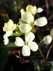 Erysimum franciscanum