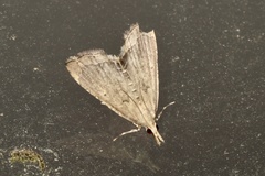 Diplopseustis perieresalis