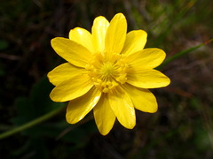 Ranunculus californicus