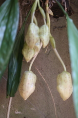 Stanhopea xytriophora