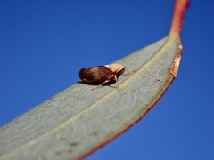 Brunotartessus fulvus