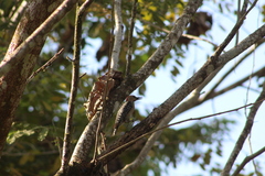 Melanerpes
