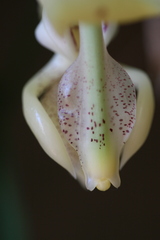 Stanhopea xytriophora