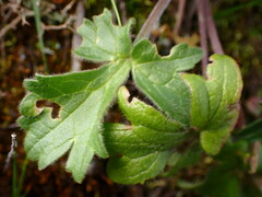 Ranunculus californicus