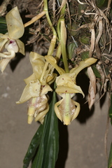 Stanhopea xytriophora