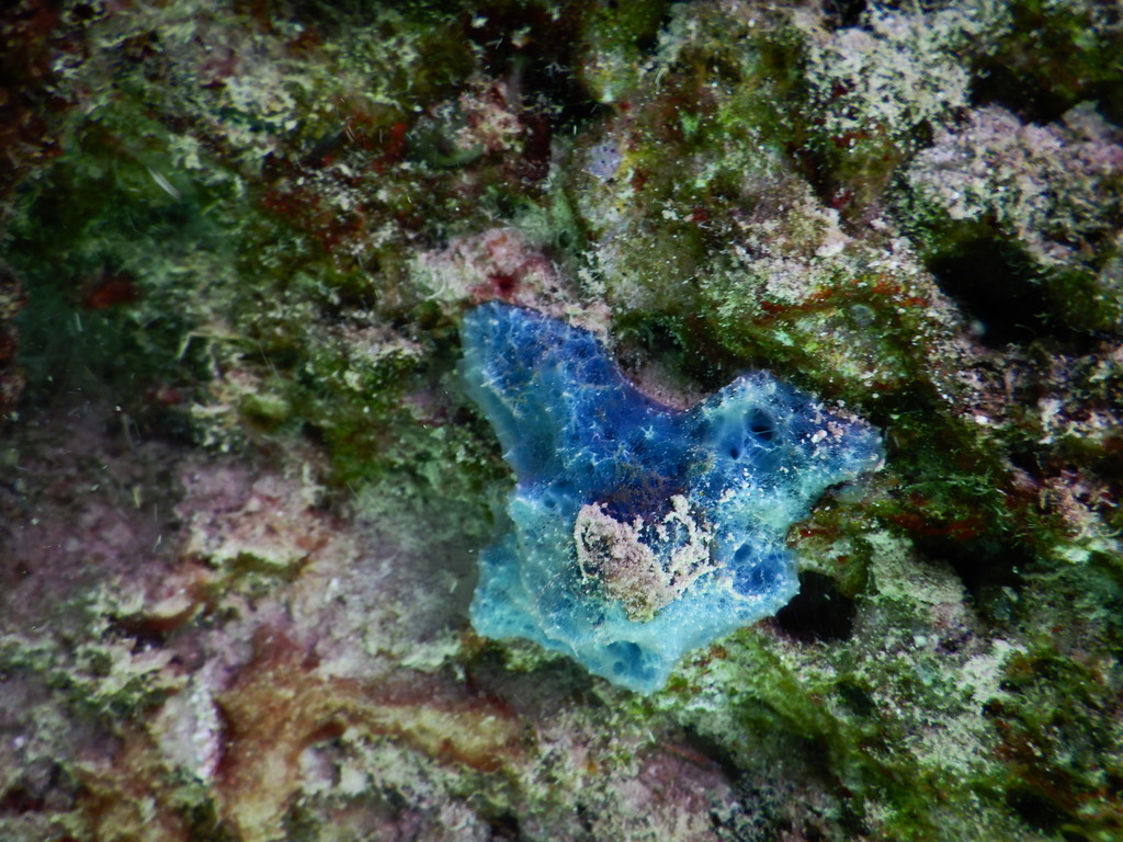 Dysidea etheria