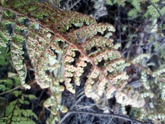 Myriopteris myriophylla