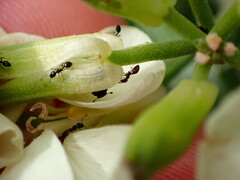 Monomorium ergatogyna