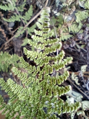 Myriopteris myriophylla