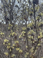 Hamamelis mollis