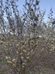 Hamamelis mollis