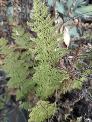Myriopteris myriophylla