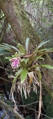 Tillandsia biflora