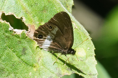 Splendeuptychia ashna