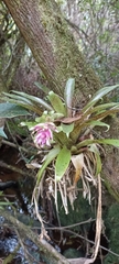 Tillandsia biflora