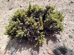 Azorella ulicina