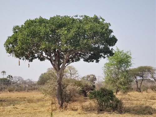 Sausage tree