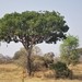 Kigelia africana - Photo (c) c michael hogan, μερικά δικαιώματα διατηρούνται (CC BY-NC-SA), uploaded by c michael hogan