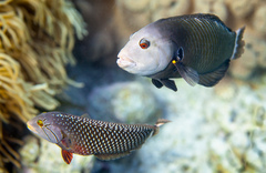 Novaculichthys taeniourus