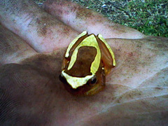 Dendropsophus elegans